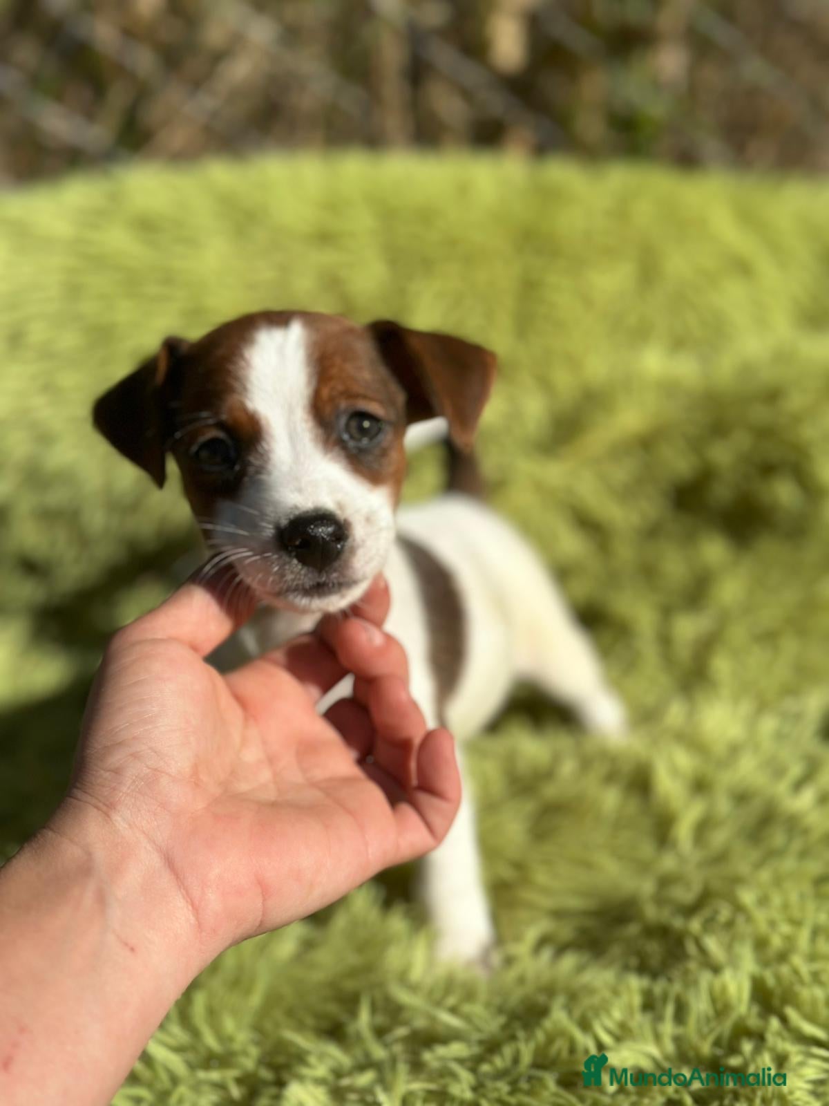 Jack Russell Terrier perros Jack russell pata corta - Anuncio 2