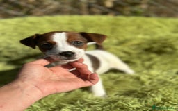 Jack Russell Terrier perros en venta: Jack russell pata corta - Imagen 2