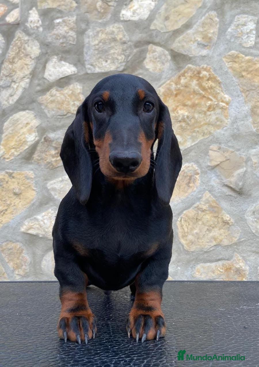 Teckel perros en venta: Teckel 654774923 - Anuncio 1