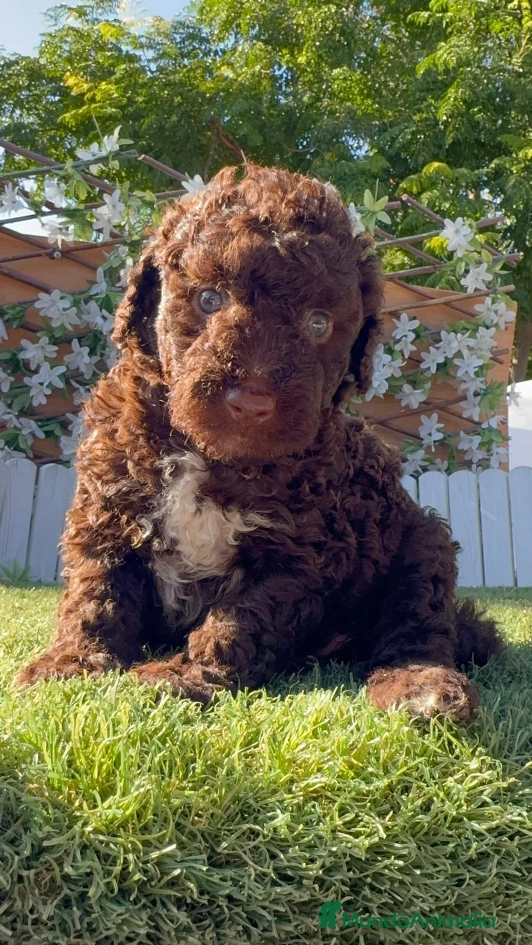 Perro de Agua Español perros en venta: PERRO DE AGUA ESPAÑOL HEMBRA - Anuncio 2