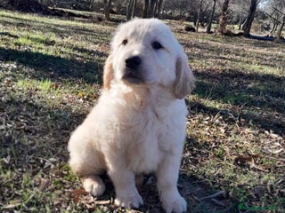 Golden Retriever perros - Anuncio 5