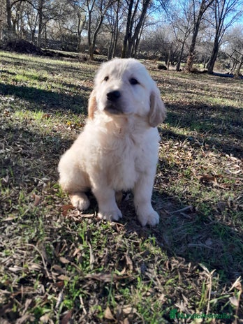 Golden Retriever perros - Anuncio 1