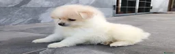 Pomerania perros en venta: Pomerania  - Anuncio 2