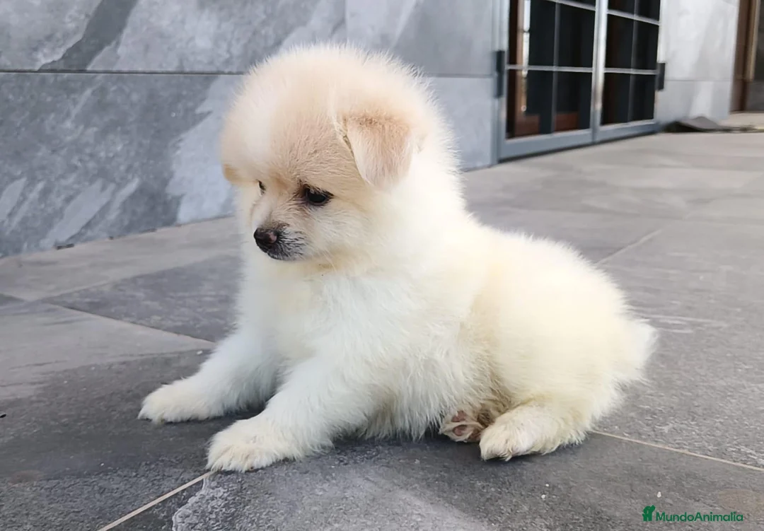 Pomerania perros en venta: Pomerania  - Anuncio 2