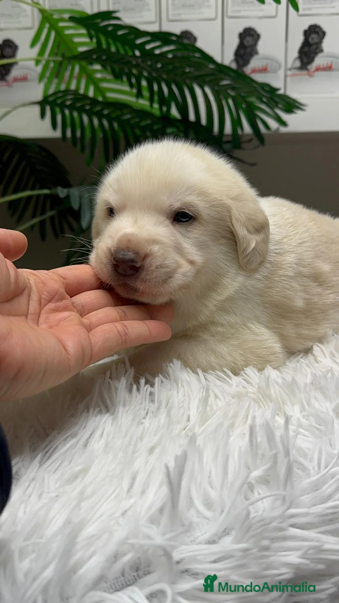 Mastín Español perros en venta: MASTIN ESPAÑOL - Anuncio 8