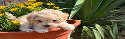 Maltipoo perros en venta: Maltipoo macho disponible toy - Anuncio 3