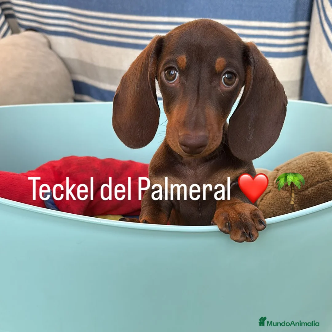 Imagen de galería {{count}}