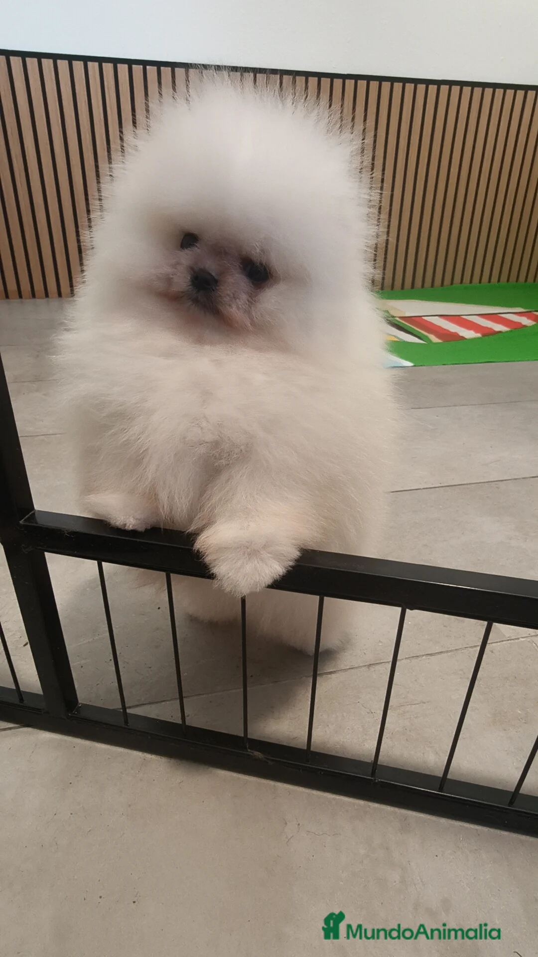 Pomerania perros en venta: Pomerania TOY Blanco nuclear ♂️ excelente  - Anuncio 4