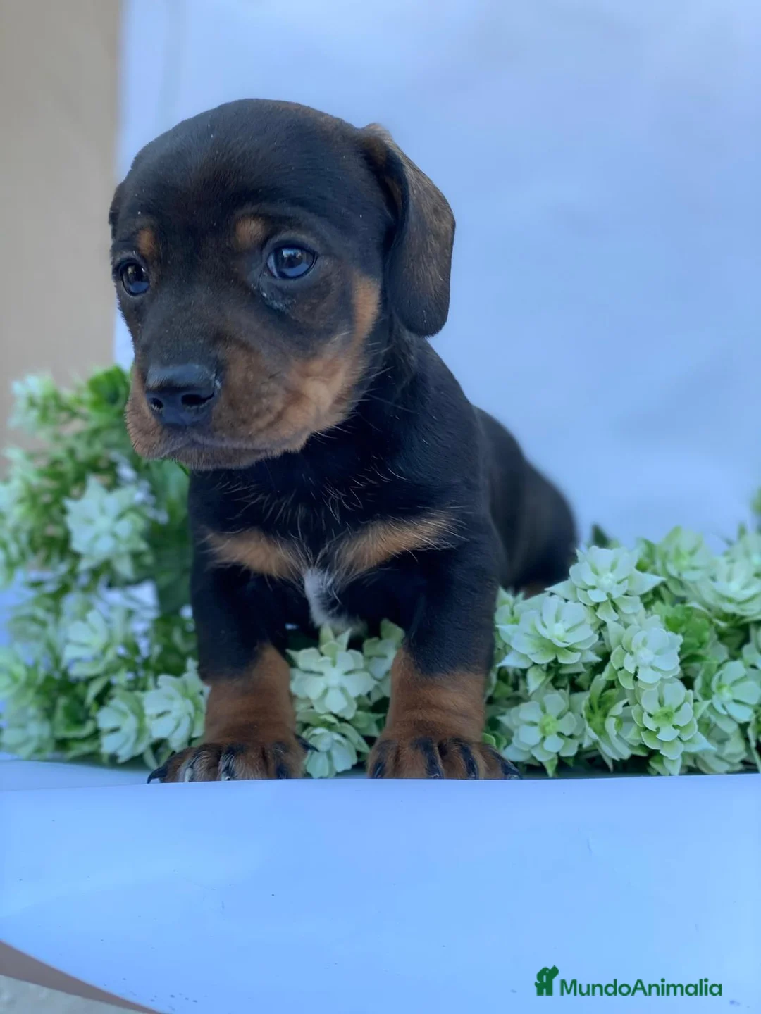 Teckel Miniatura perros en venta: Teckel miniatura  - Anuncio 2