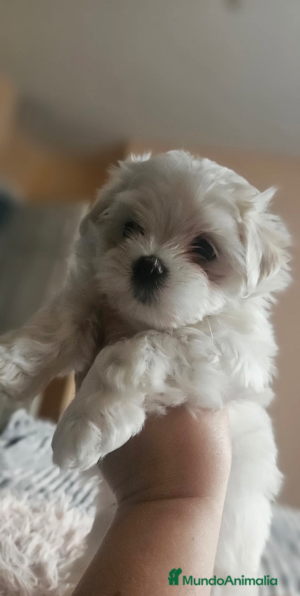 Bichón Maltés perros BICHON MALTÉS CACHORROS  - Anuncio 1