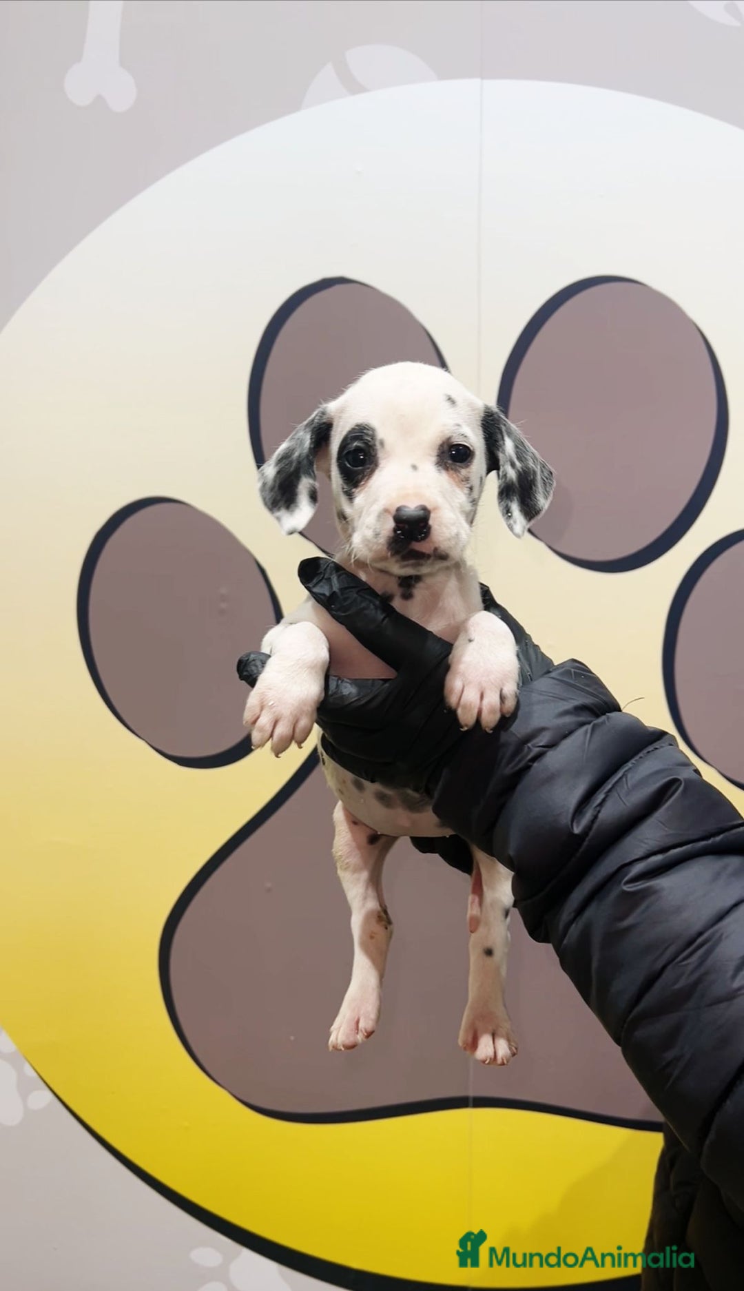 Dálmata perros en venta: PRECIOSO DALMATA🧡 - Anuncio 1