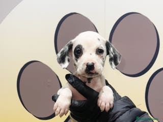 Dálmata perros PRECIOSO DALMATA🧡 - Anuncio 10