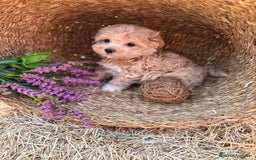 Maltipoo perros en venta: Maltipoo toy hembra!! Para diciembre  - Imagen 6