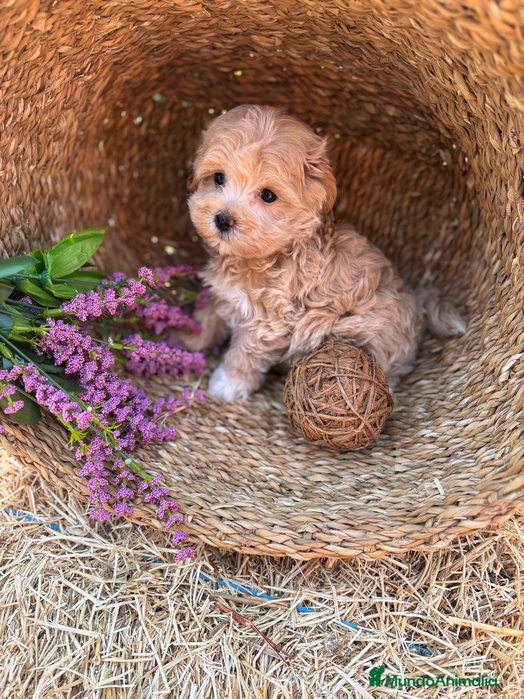 Maltipoo perros en venta: Maltipoo toy hembra!! Para diciembre  - Imagen 6