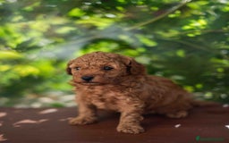 Caniche Toy perros en venta: Caniche toy macho - Imagen 5