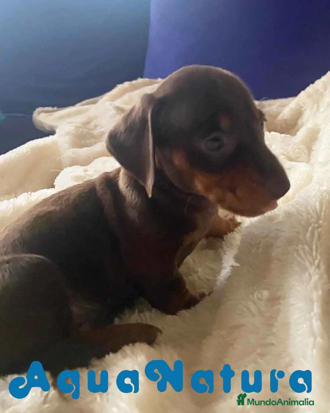 Teckel perros en venta:  Teckel Macho de Kily y Tilo 1883 AQUANATURA en Barcelona - Anuncio 3