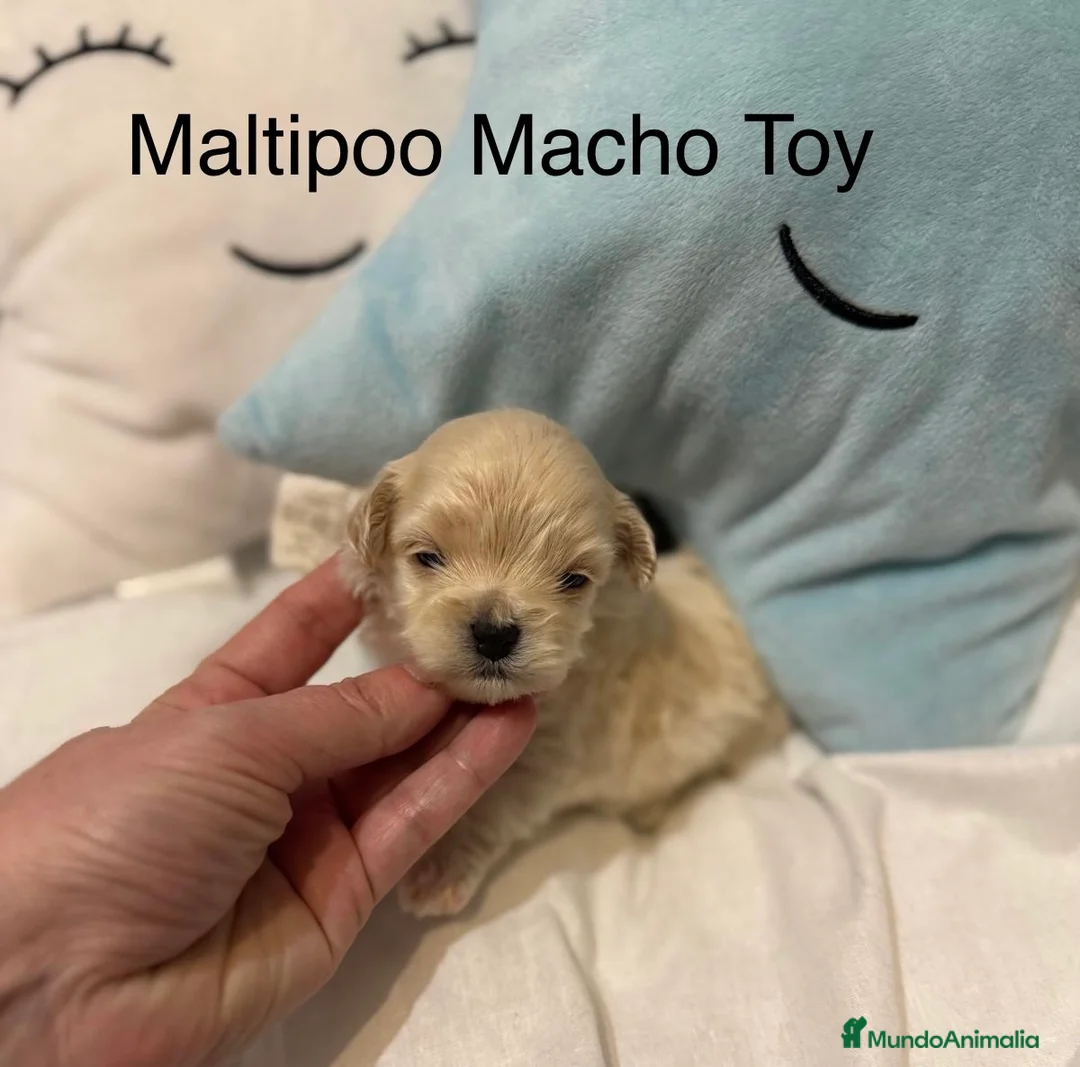 Maltipoo perros en venta: Maltipoo TOY  - Anuncio 3