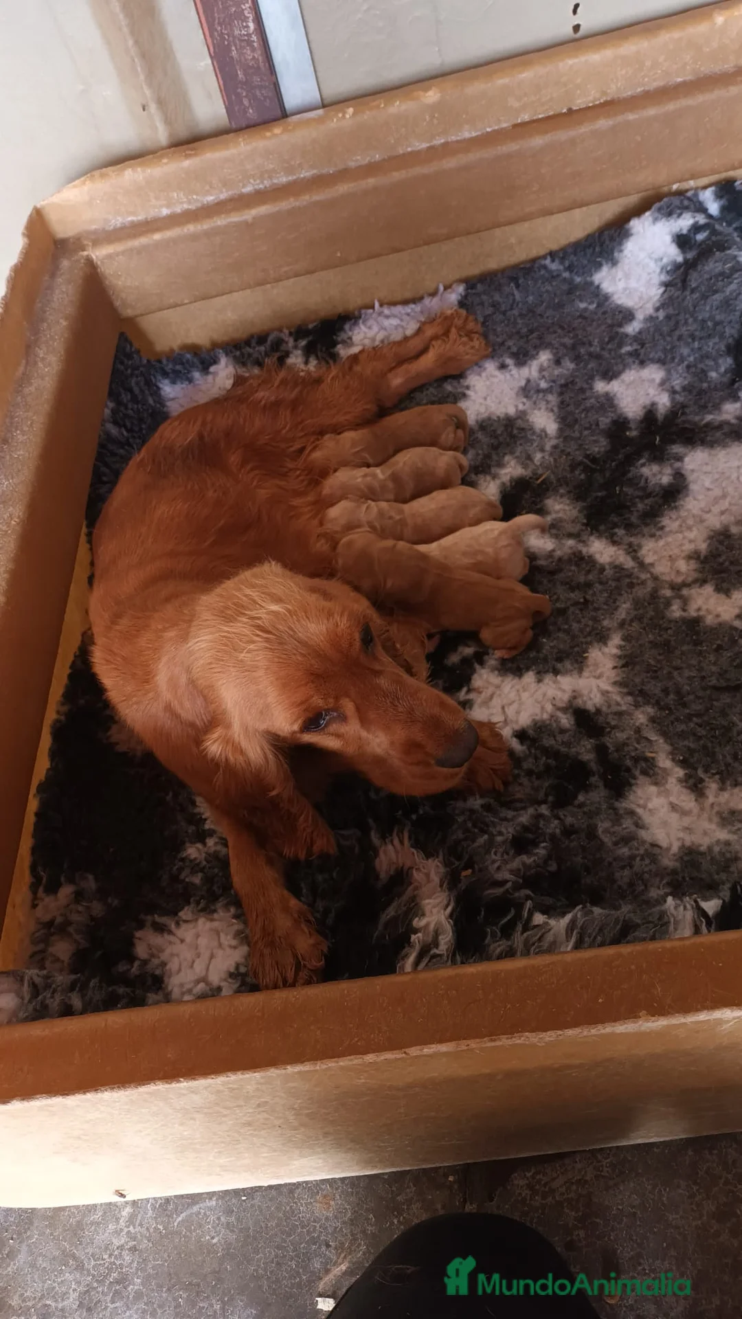 Cocker Spaniel Inglés perros en venta: Cocker inglés dorado - Anuncio 15