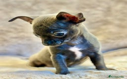 Chihuahua perros en venta: Chihuahua Blue sólido Toy  - Anuncio 6