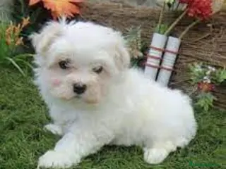 Bichón Maltés perros bichon maltes - Anuncio 10