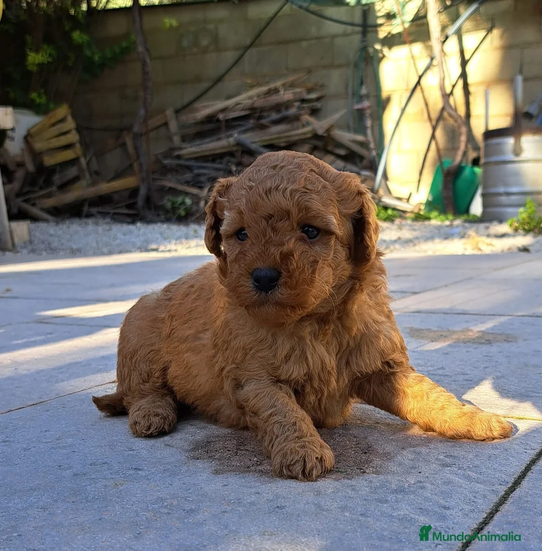 Labradoodle perros en venta: Labradoodle  - Anuncio 3