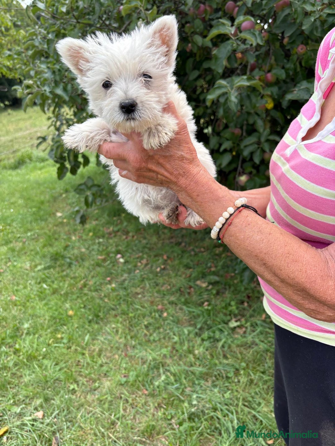 West Highland White Terrier perros en venta: CACHORROS DE WESTY  - Imagen 6