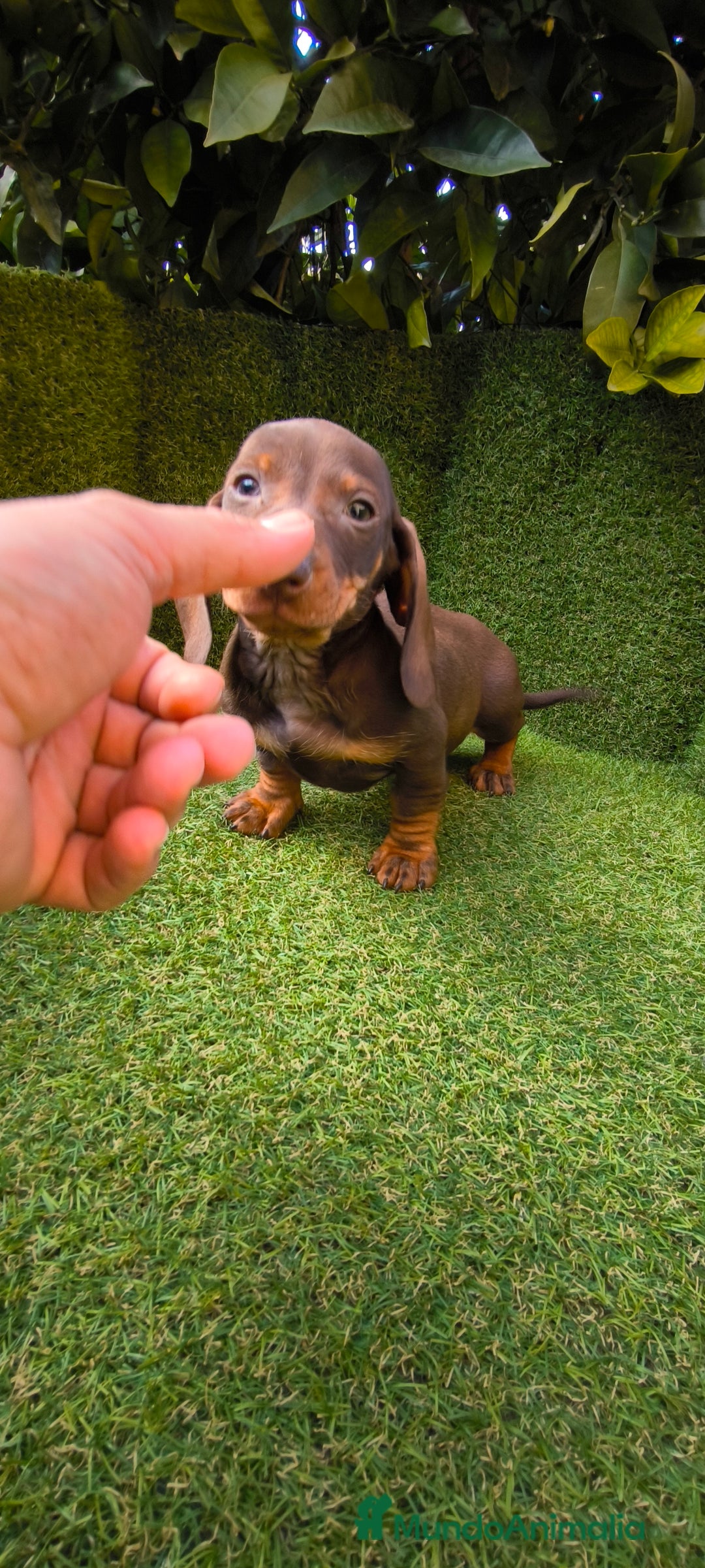 Teckel Miniatura perros en venta: camada de teckel miniatura varios colores  - Anuncio 13