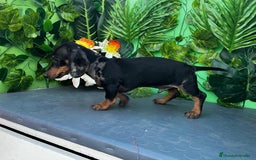 Teckel Miniatura perros en venta: 🐶🌭 ¡Cachorros Teckel en busca de hogar! 🐶🌭 - Imagen 3