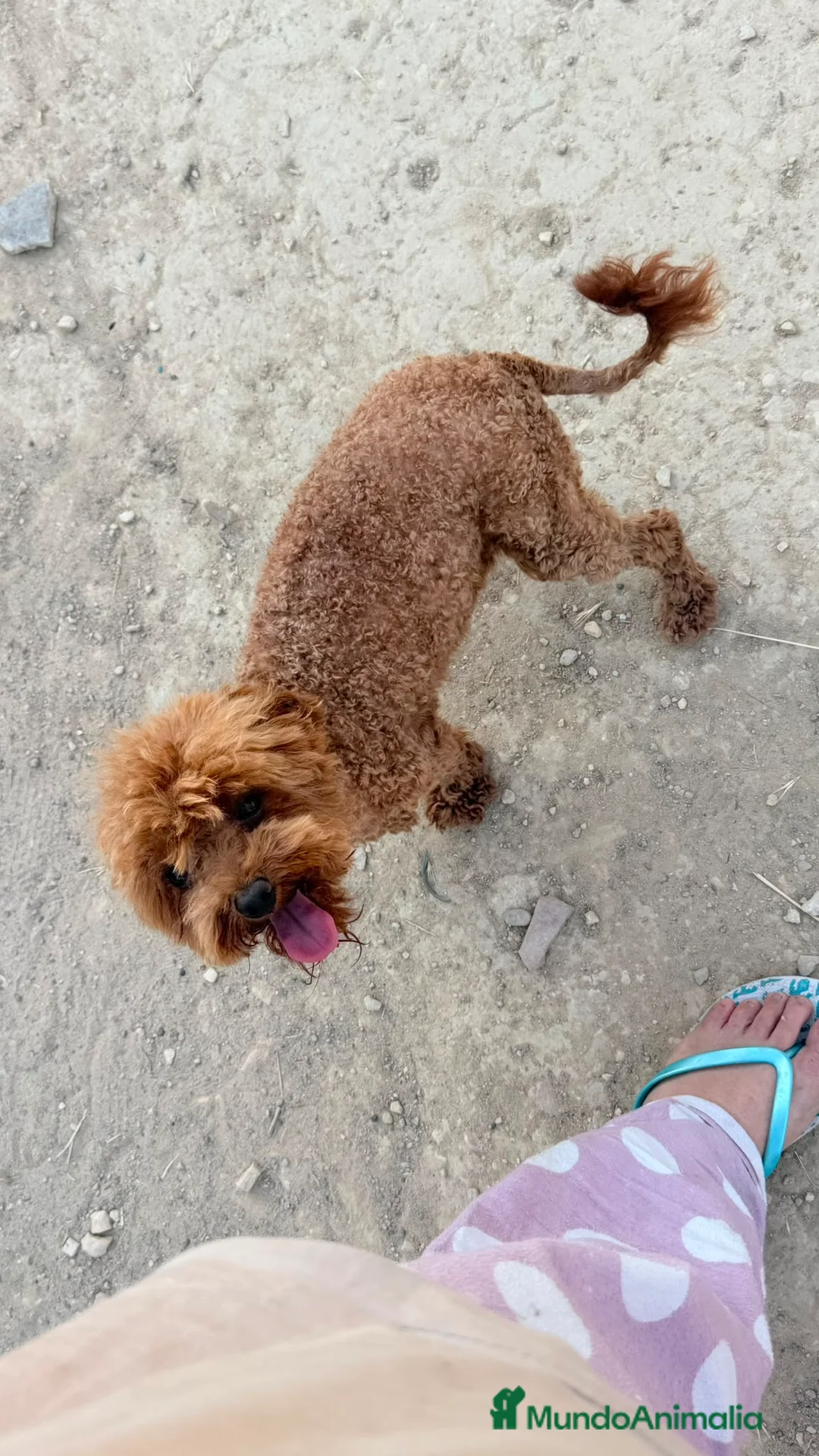 Caniche Toy perros en venta: Caniche toy  - Anuncio 1