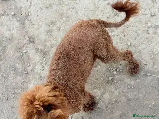 Caniche Toy perros Caniche toy - Anuncio 1