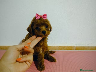 Caniche Toy perros - Anuncio 23