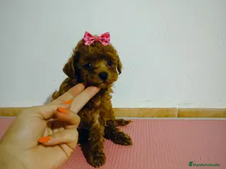 Caniche Toy perros Caniche toy - Anuncio 23