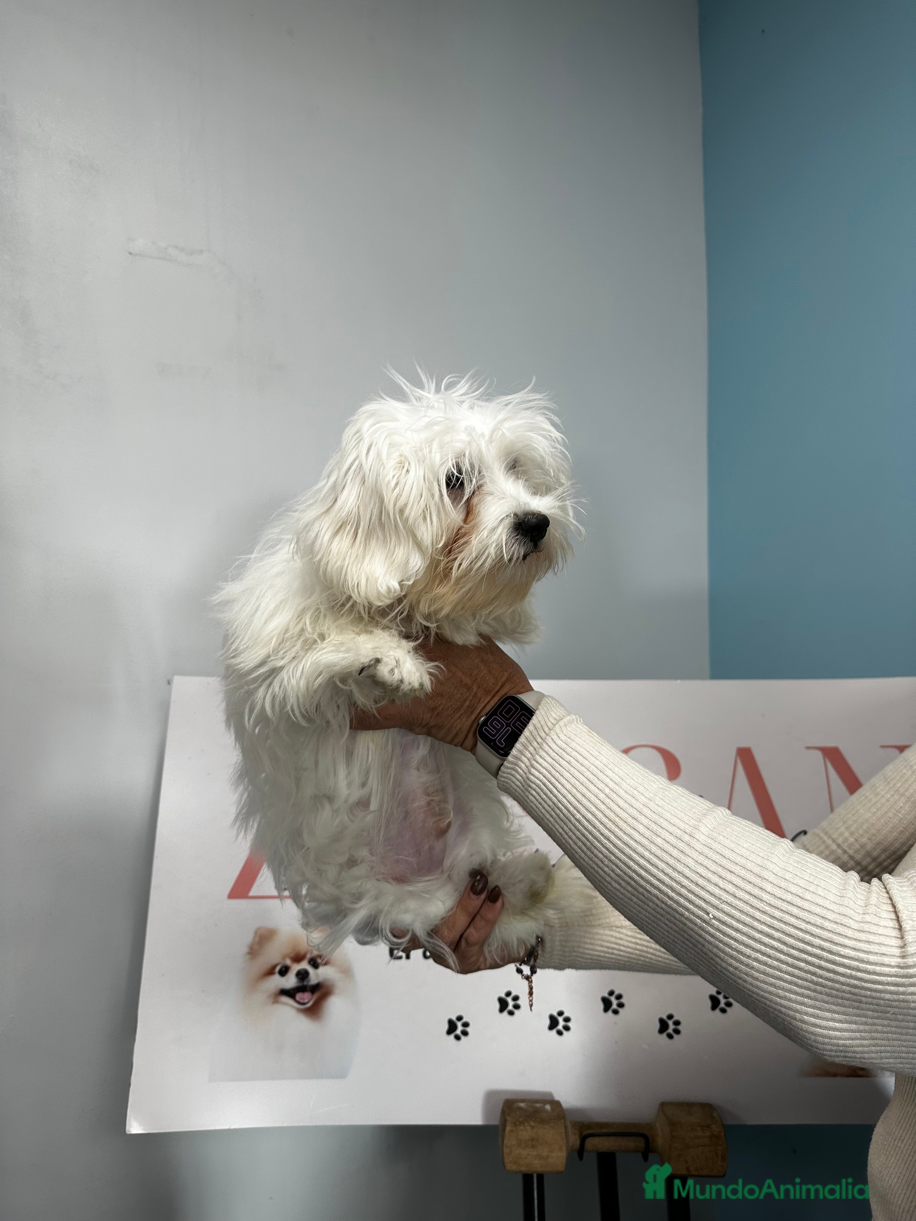 Bichón Maltés perros Precioso machito Buchón maltés - Anuncio 3