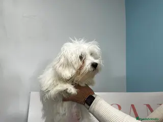 Bichón Maltés perros Precioso machito Buchón maltés - Anuncio 2