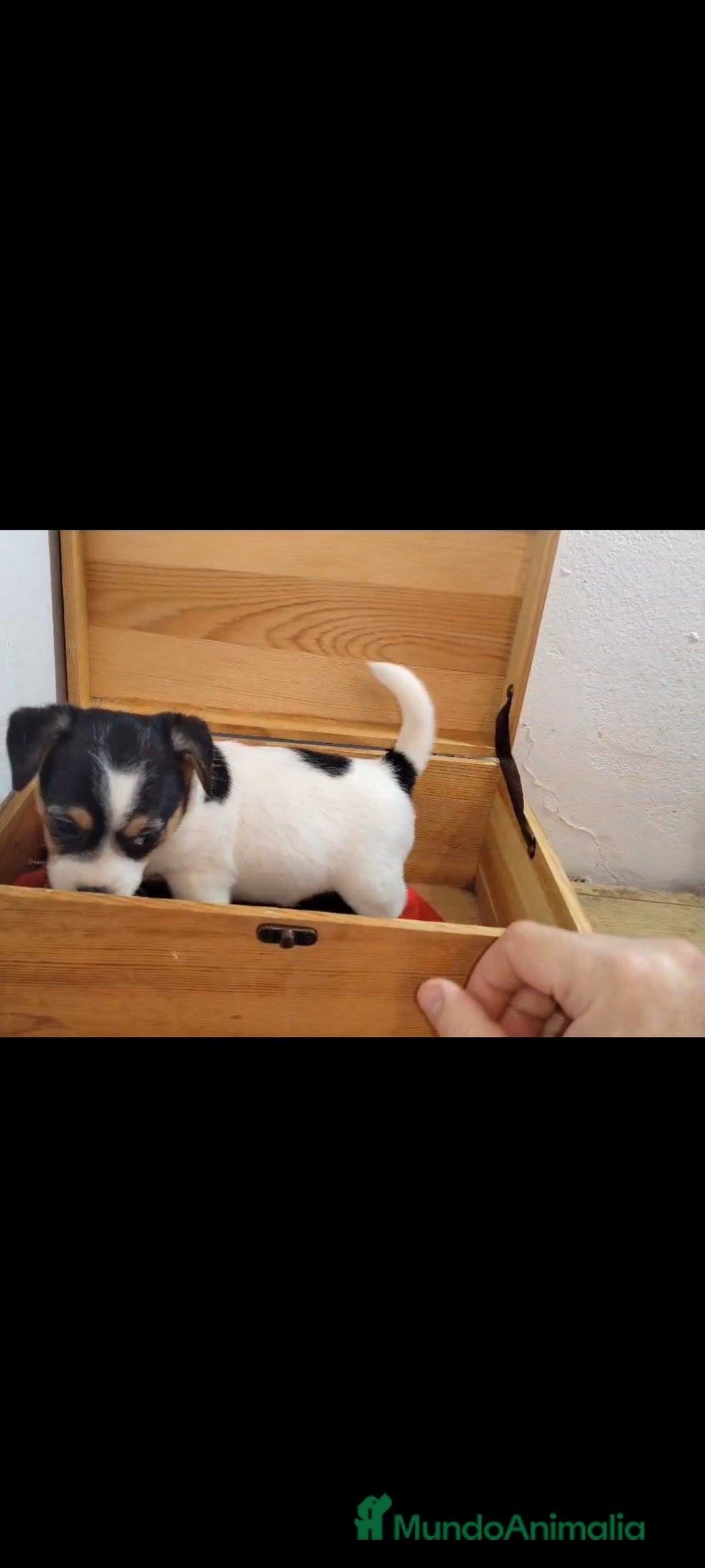 Jack Russell Terrier perros en venta: Jack Russell  - Anuncio 9