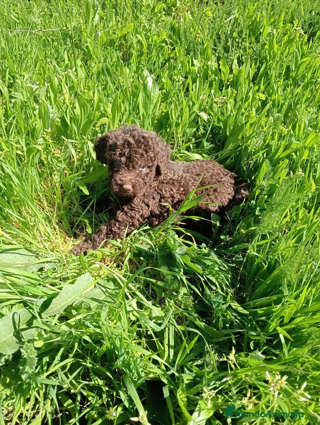 Perro de Agua Español perros en venta: Perro de agua  - Anuncio 1