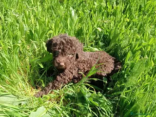 Perro de Agua Español perros Perro de agua - Anuncio 2