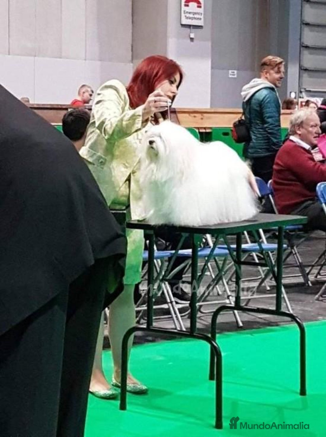 Imagen de galería {{count}}