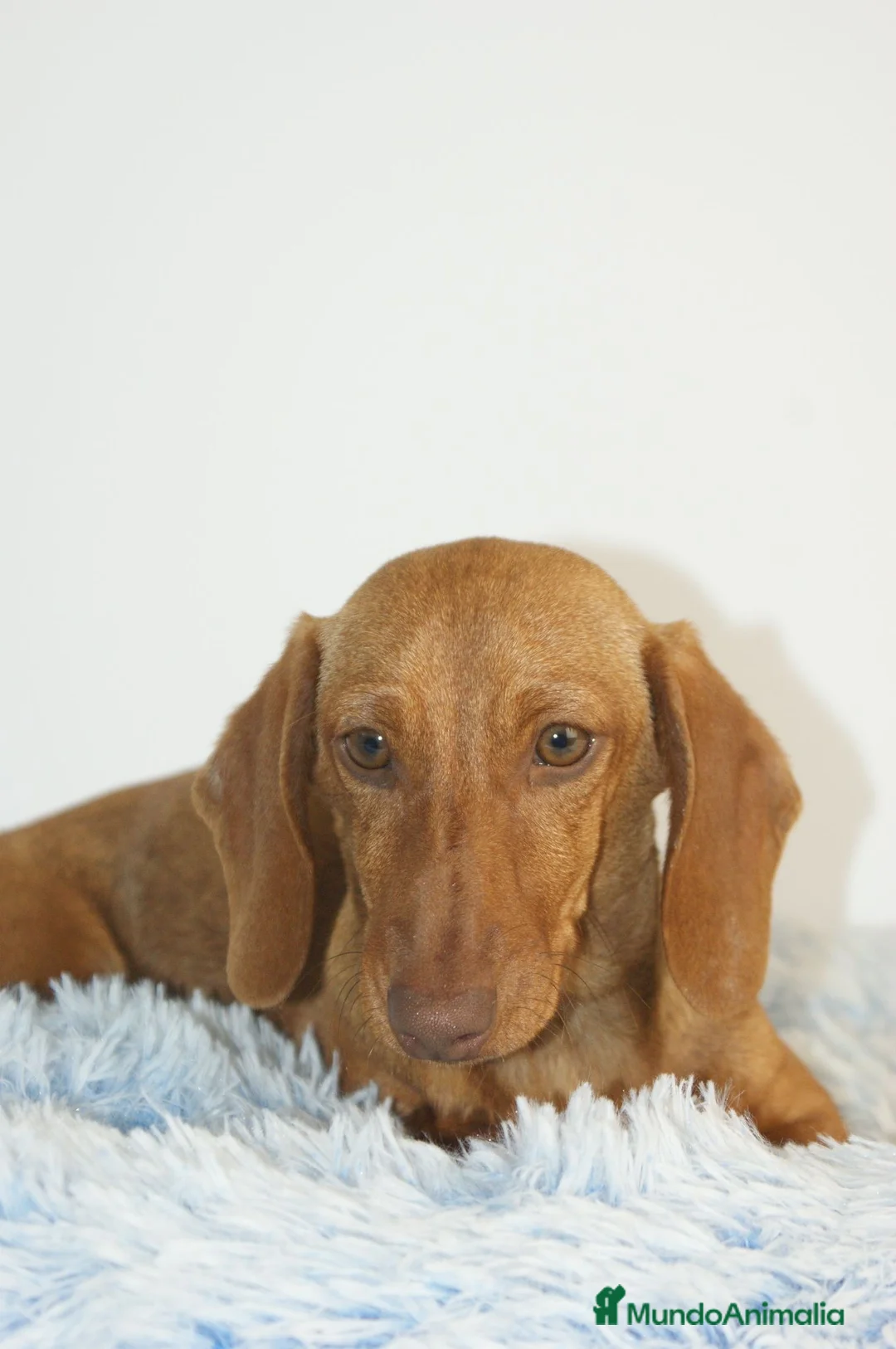 Teckel perros en venta: CACHORRITO DE TECKEL KANINCHEN  - Anuncio 2