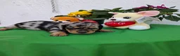 Teckel perros en venta: Teckel arlequin - Anuncio 3