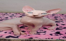 Sphynx gatos en venta: Preciosa camada lista para entregar  - Imagen 4