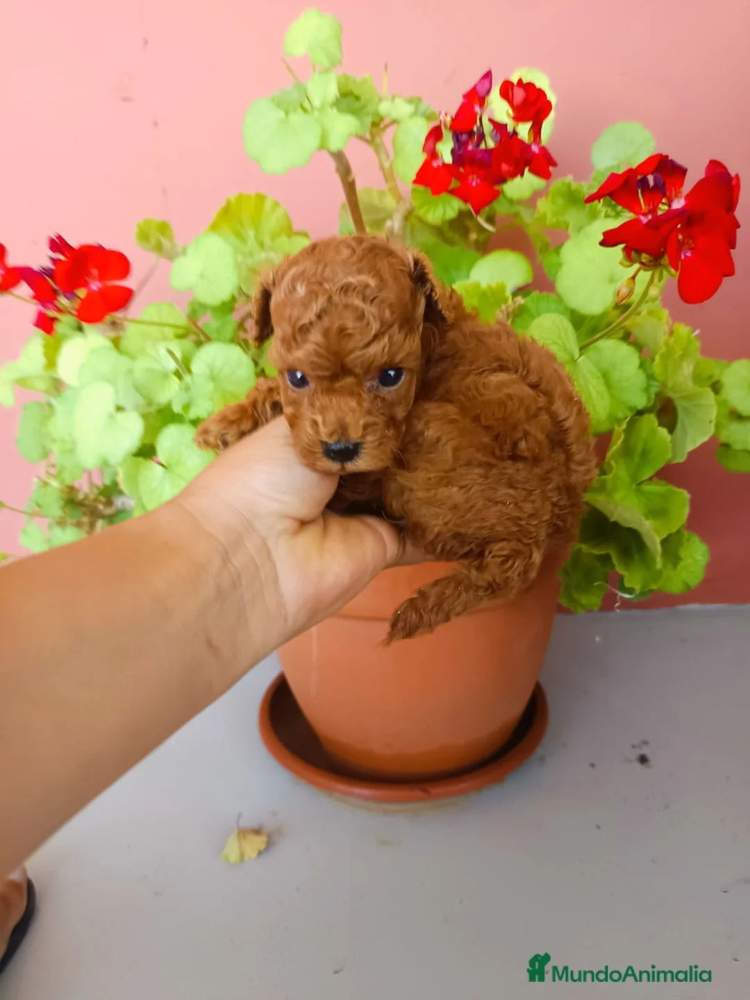 Caniche Toy perros en venta: Caniche toy rojo - Anuncio 2