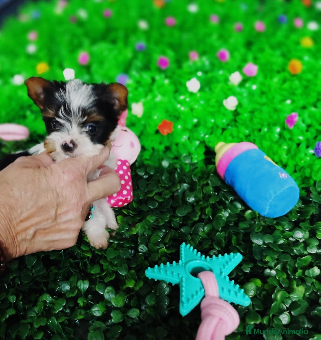 Biewer Yorkshire Terrier a la Pom Pon perros en venta: Yorkshire biewer toy  - Anuncio 2