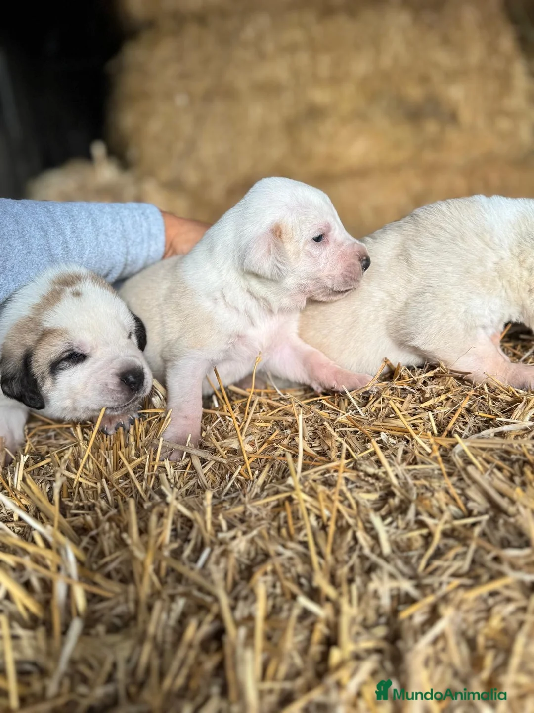 Mastín Español perros en venta: MASTIN ESPAÑOL - Anuncio 16