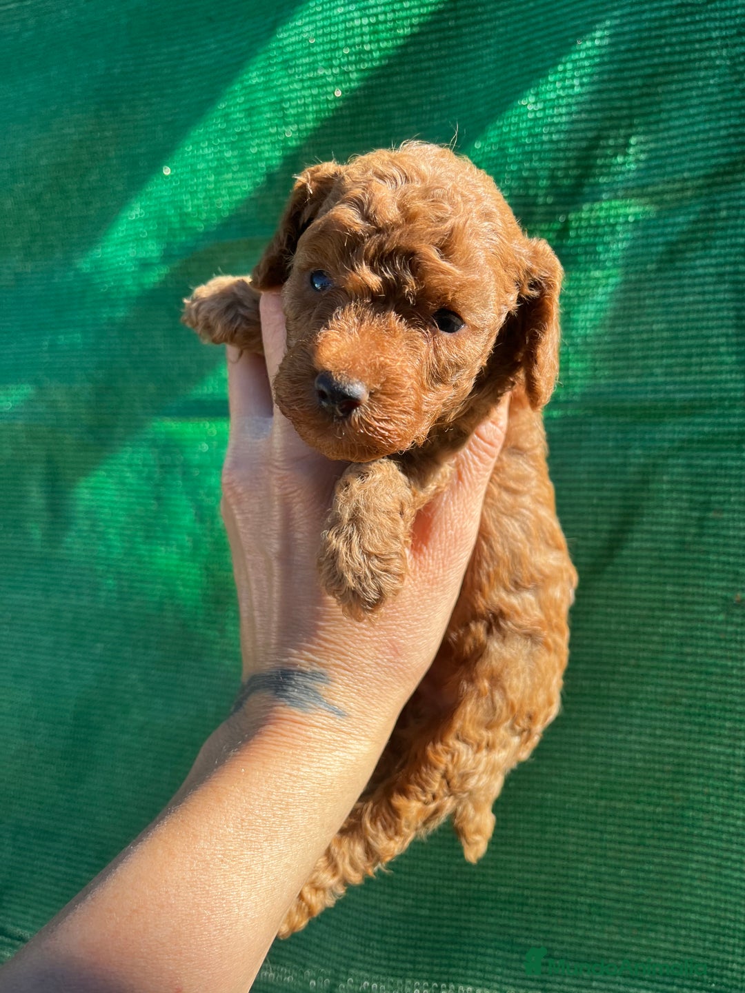 Caniche Toy perros en venta: Caniche micro toy  - Imagen 4