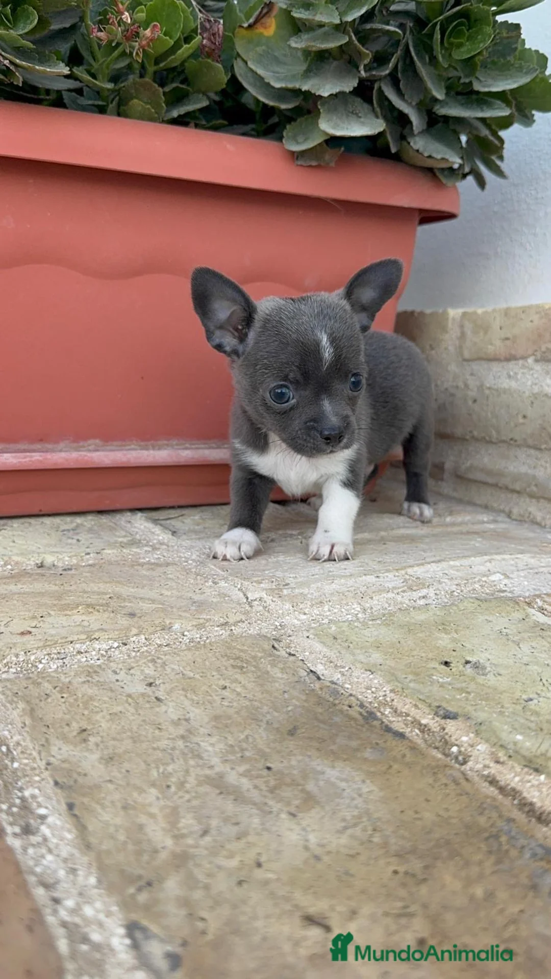 Chihuahua perros en venta: CHIHUAHUA MACHO – PEQUEÑO Y MUY ESPECIAL - Anuncio 13
