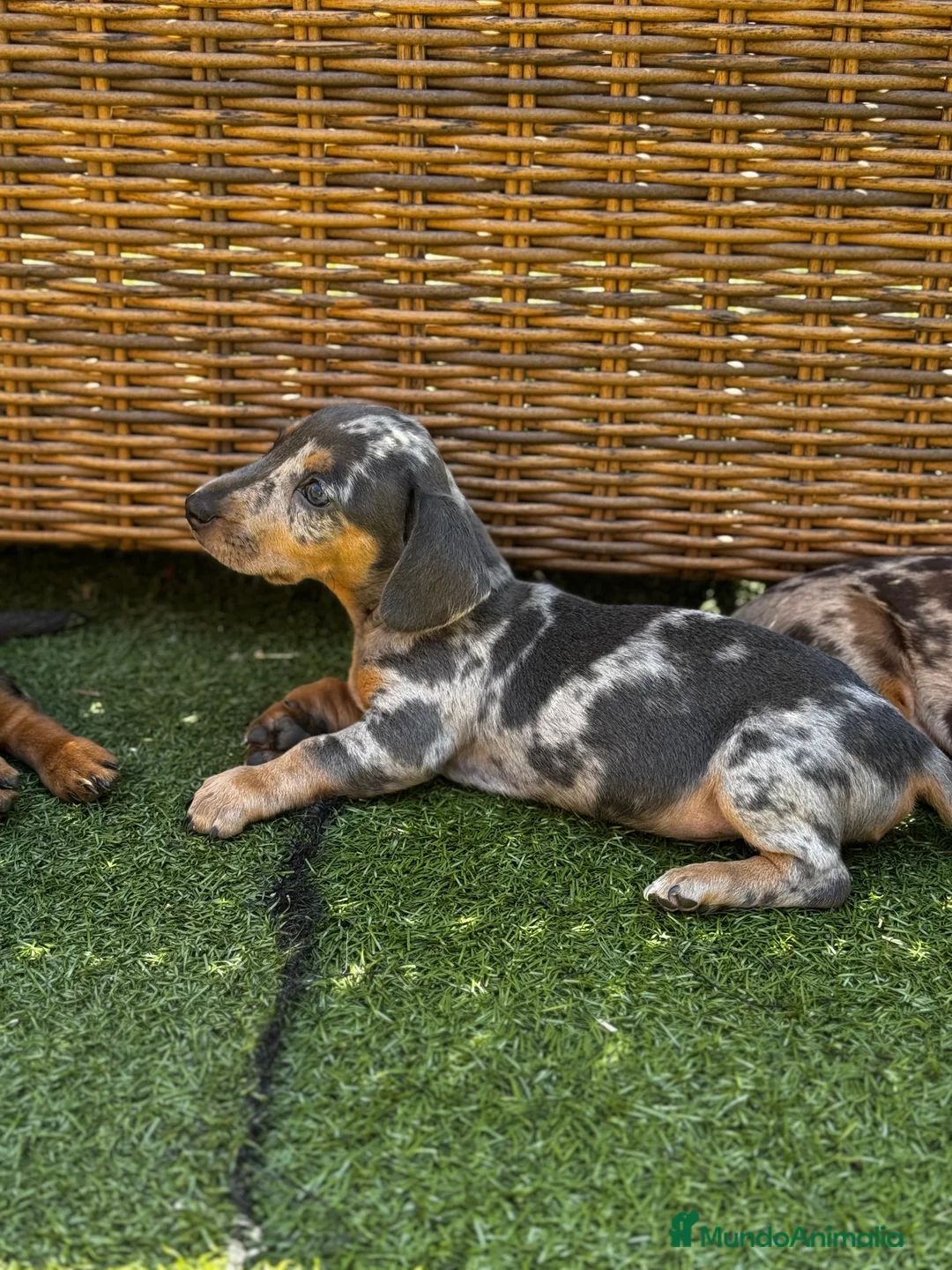 Teckel Miniatura perros en venta: Teckel mni en Illes Balears - Anuncio 4