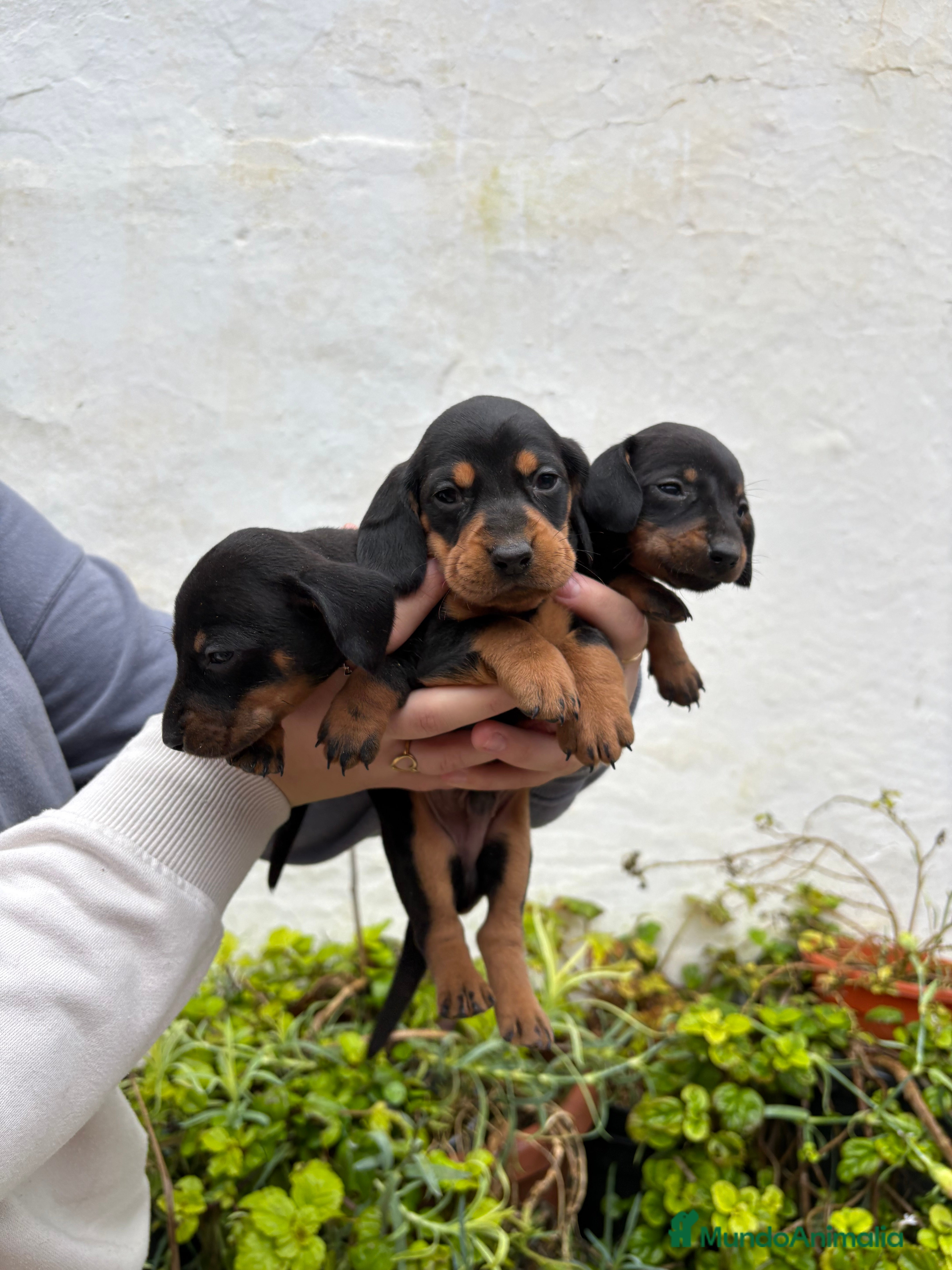 Teckel perros Teckels kaninchen  - Anuncio 1