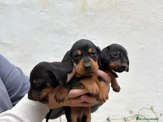 Teckel perros Teckels kaninchen - Anuncio 1