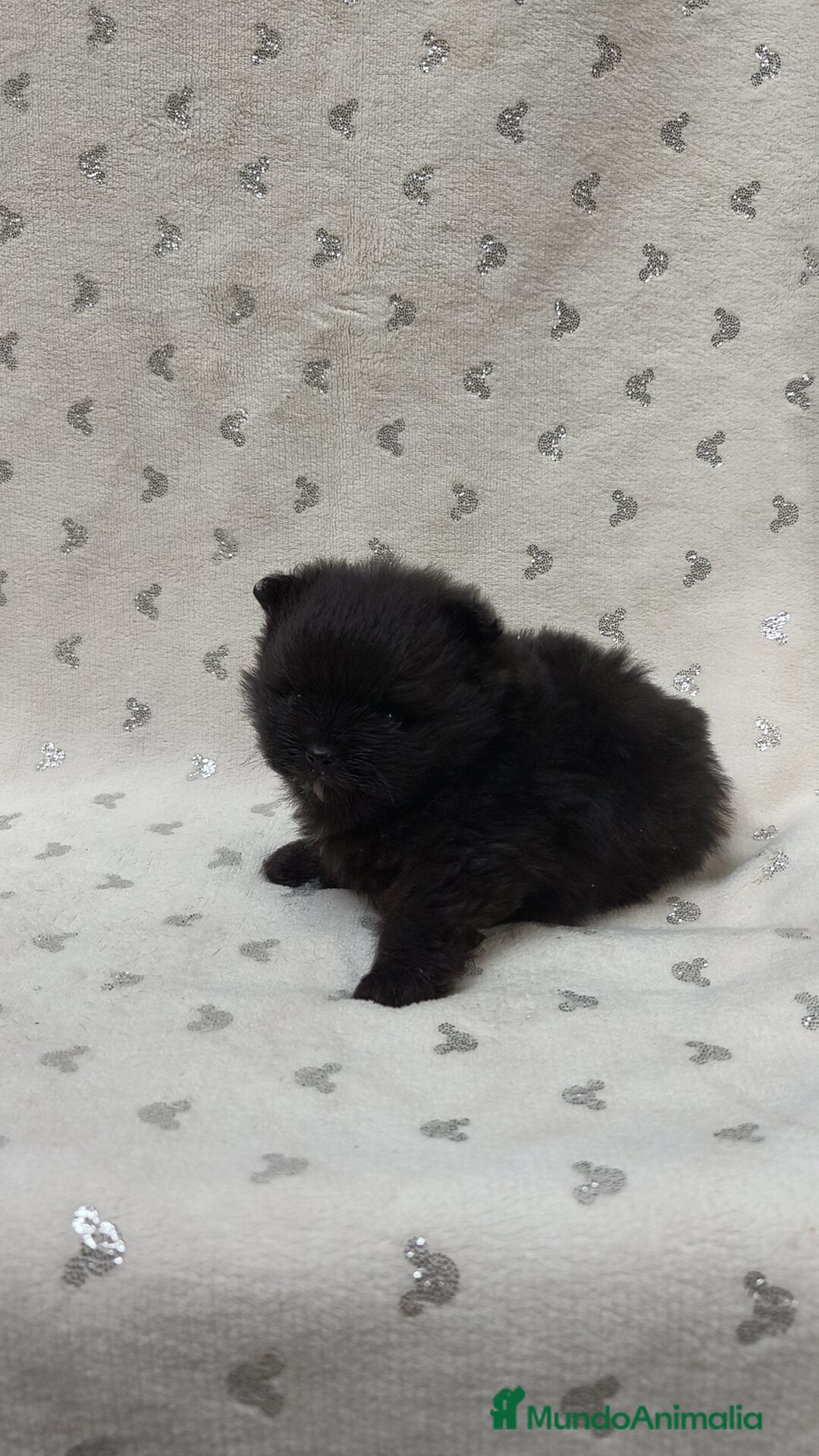 Pomerania perros en venta: Lulú Pomerania hembra  - Anuncio 2